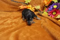 Gator, a male Miniature Pinscher for sale in Harrisonburg, VA – 6 of 7