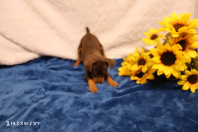 Taco – Miniature Pinscher puppy for sale in Harrisonburg, VA