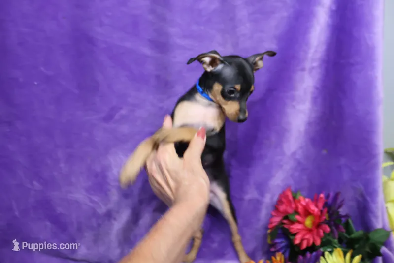 Bear – Miniature Pinscher puppy for sale in Harrisonburg, VA