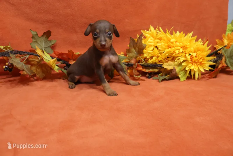 Reeses – Miniature Pinscher puppy for sale in Harrisonburg, VA