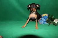 Toby, a male Miniature Pinscher for sale in Harrisonburg, VA – 5 of 6