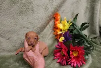 Kala, a female Miniature Pinscher for sale in Harrisonburg, VA – 3 of 7