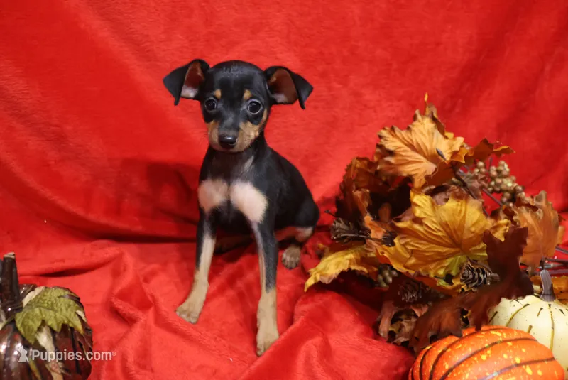 Alex – Miniature Pinscher puppy for sale in Harrisonburg, VA