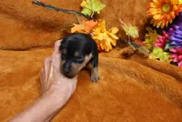 Gator, a male Miniature Pinscher for sale in Harrisonburg, VA – 4 of 7