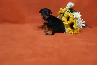 Star, a female Miniature Pinscher for sale in Harrisonburg, VA – 7 of 8