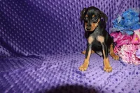 Woody, a male Miniature Pinscher for sale in Harrisonburg, VA – 5 of 7