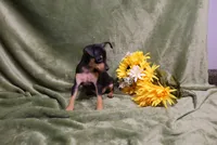 Romeo, a male Miniature Pinscher for sale in Harrisonburg, VA – 8 of 9