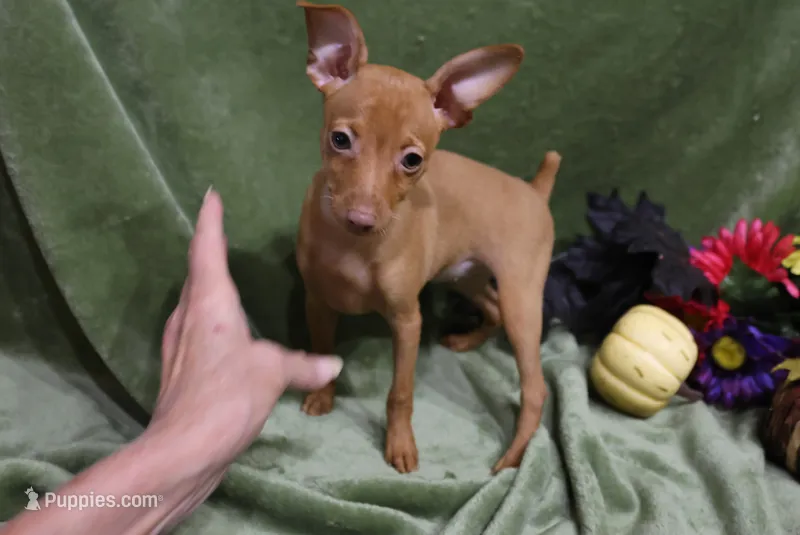 Kala – Miniature Pinscher puppy for sale in Harrisonburg, VA