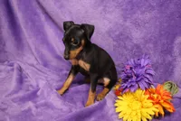 Sherlock, a male Miniature Pinscher for sale in Harrisonburg, VA – 5 of 8