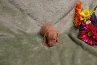 Kala, a female Miniature Pinscher for sale in Harrisonburg, VA – 2 of 7