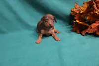 Dexter, a male Miniature Pinscher for sale in Harrisonburg, VA – 7 of 7