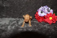 Ella, a female Miniature Pinscher for sale in Harrisonburg, VA – 6 of 8