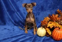 Taco, a male Miniature Pinscher for sale in Harrisonburg, VA – 3 of 7