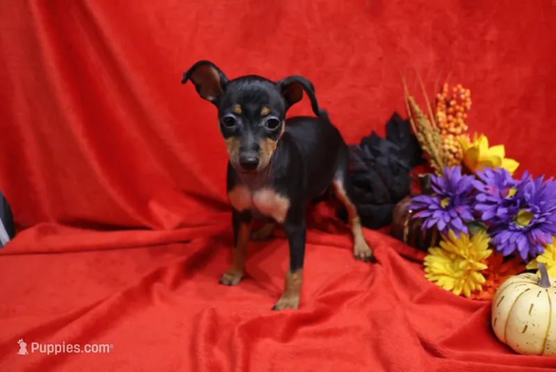 Foxy – Miniature Pinscher puppy for sale in Harrisonburg, VA