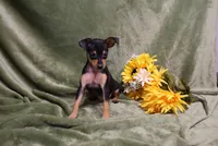 Romeo, a male Miniature Pinscher for sale in Harrisonburg, VA – 7 of 9