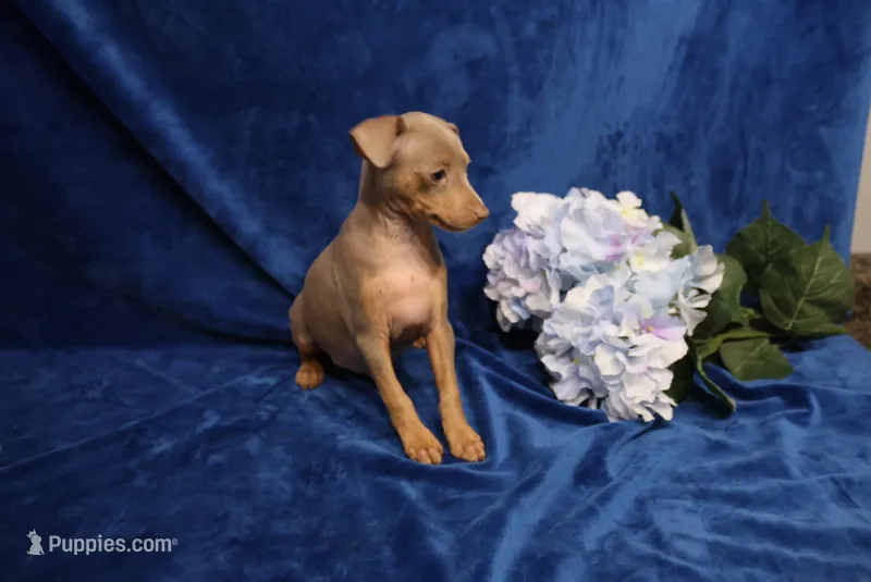 Dolly – Miniature Pinscher puppy for sale in Harrisonburg, VA