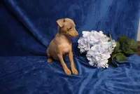 Dolly, a female Miniature Pinscher for sale in Harrisonburg, VA – 1 of 6