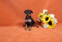 Star, a female Miniature Pinscher for sale in Harrisonburg, VA – 4 of 8
