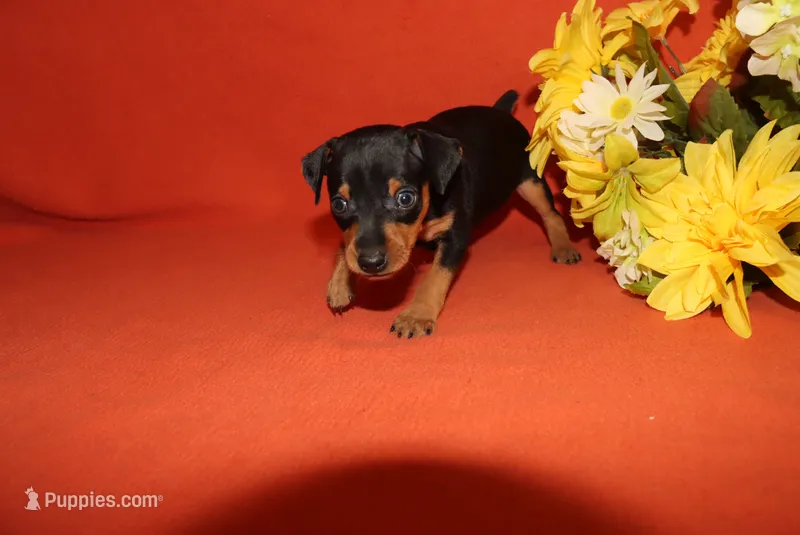 Romeo – Miniature Pinscher puppy for sale in Harrisonburg, VA