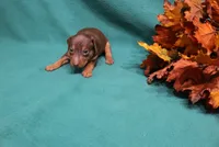 Dexter, a male Miniature Pinscher for sale in Harrisonburg, VA – 3 of 7