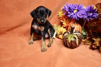 Penny, a female Miniature Pinscher for sale in Harrisonburg, VA – 7 of 7