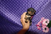 Missy, a  Miniature Pinscher for sale in Harrisonburg, VA – 4 of 7