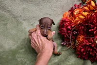Mickey, a male Miniature Pinscher for sale in Harrisonburg, VA – 5 of 7
