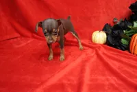 Reeses, a female Miniature Pinscher for sale in Harrisonburg, VA – 2 of 8