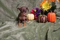 Mack, a male Miniature Pinscher for sale in Harrisonburg, VA – 7 of 10