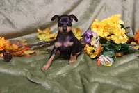 Weenie, a female Miniature Pinscher for sale in Harrisonburg, VA – 3 of 7