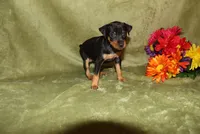 Roise, a female Miniature Pinscher for sale in Harrisonburg, VA – 1 of 8