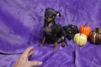 Duke, a male Miniature Pinscher for sale in Harrisonburg, VA – 2 of 8