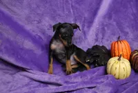 Duke, a male Miniature Pinscher for sale in Harrisonburg, VA – 7 of 8