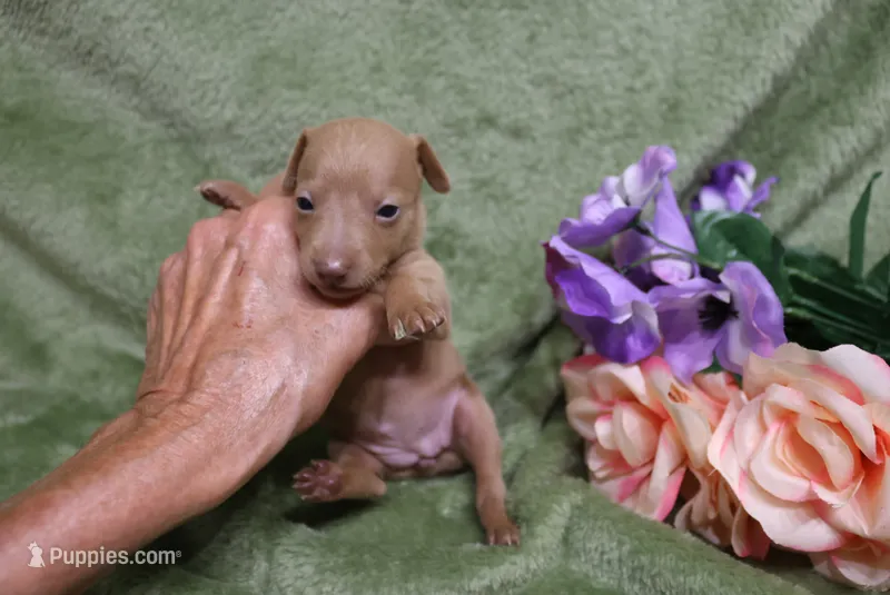 Lady – Miniature Pinscher puppy for sale in Harrisonburg, VA