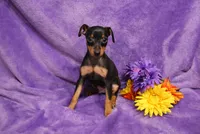 Sherlock, a male Miniature Pinscher for sale in Harrisonburg, VA – 7 of 8