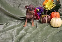 Mack, a male Miniature Pinscher for sale in Harrisonburg, VA – 2 of 10