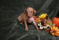 Harley--Halloween Special, a male Miniature Pinscher for sale in Harrisonburg, VA – 5 of 10
