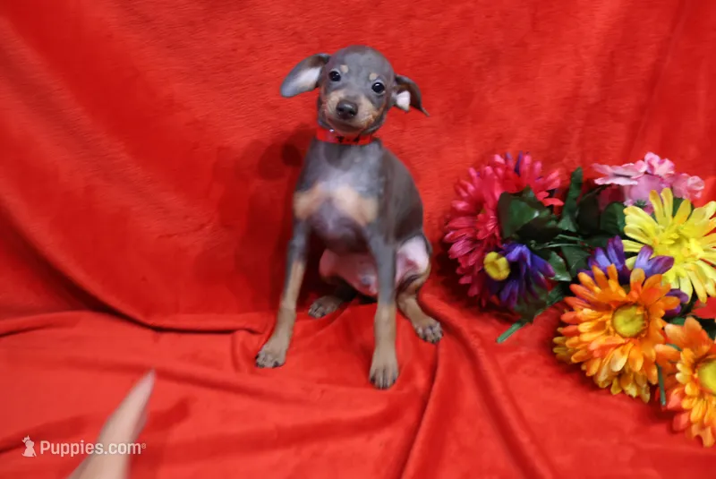 Oscar – Miniature Pinscher puppy for sale in Harrisonburg, VA