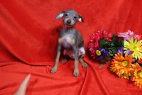 Oscar, a male Miniature Pinscher for sale in Harrisonburg, VA – 1 of 6