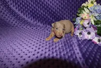 Leo, a male Miniature Pinscher for sale in Harrisonburg, VA – 3 of 8