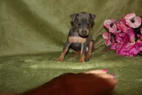 Bella, a female Miniature Pinscher for sale in Harrisonburg, VA – 4 of 7