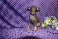 Blue Boy, a male Miniature Pinscher for sale in Harrisonburg, VA – 8 of 8