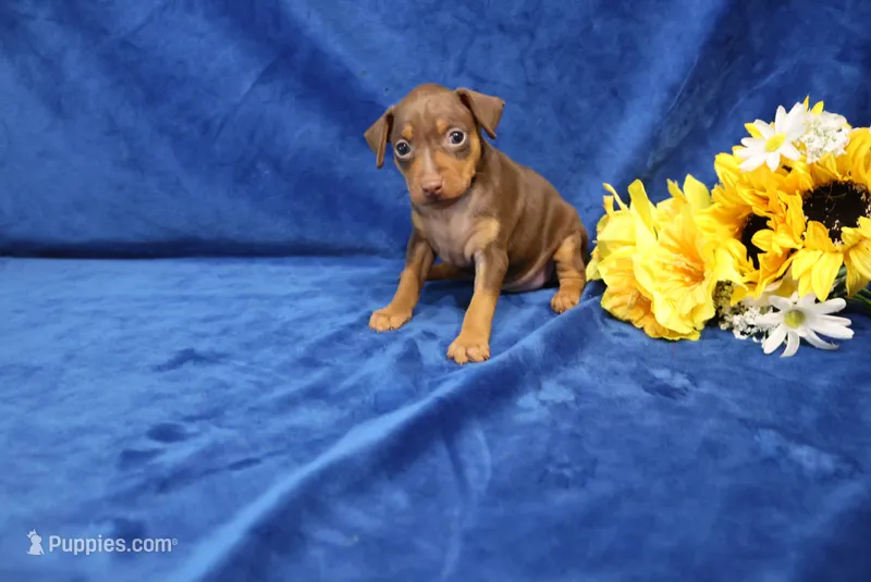 Lucy – Miniature Pinscher puppy for sale in Harrisonburg, VA