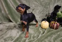 Mable, a female Miniature Pinscher for sale in Harrisonburg, VA – 9 of 9