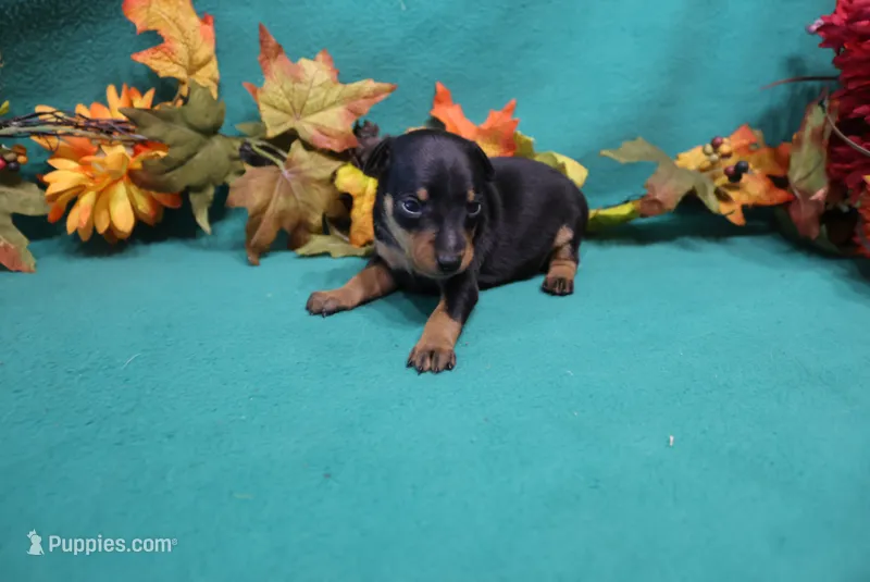 Sherlock – Miniature Pinscher puppy for sale in Harrisonburg, VA