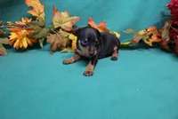Sherlock, a male Miniature Pinscher for sale in Harrisonburg, VA – 1 of 8