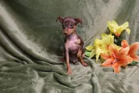 Thor, a male Miniature Pinscher for sale in Harrisonburg, VA – 7 of 8