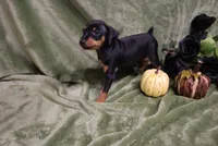 Mable, a female Miniature Pinscher for sale in Harrisonburg, VA – 6 of 9