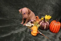 Harley--Halloween Special, a male Miniature Pinscher for sale in Harrisonburg, VA – 7 of 10