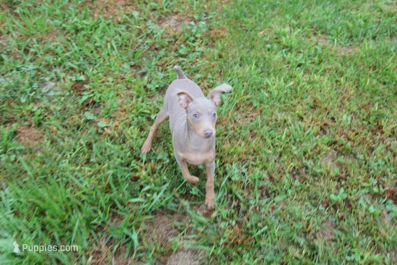 Leo – Miniature Pinscher puppy for sale in Harrisonburg, VA